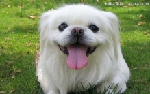 京巴犬没人养7大原因