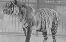 爪哇虎是怎么灭绝的（1980年灭绝）