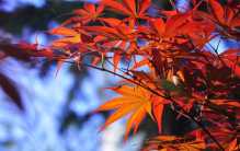 在街头上根本不起眼的落叶 为啥成为了日本美食？（日本美食）