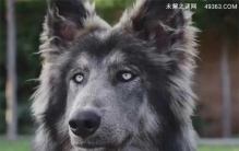 蓝湾牧羊犬怎么培育出来的，多少钱一只