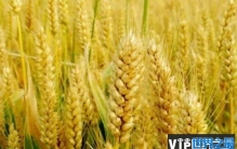 世界上小麦产量最高的十个国家 中国实至名归(超过24亿吨)