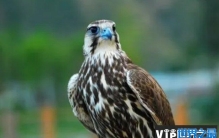 世界上最昂贵的十种鸟 猎隼最贵价值100万美元(飞行速度快)