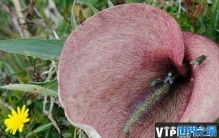 世界上10大最难闻的花 白星海芋是草本植物(奇臭无比)