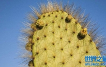 为什么仙人掌有刺没叶子？_仙人掌的叶子在哪里呢？