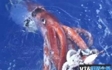 世界最大10种无脊椎动物 巨型乌贼体长10米(头足类动物)