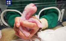 刷新纪录！全球最重大熊猫宝宝诞生啦