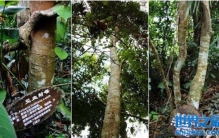 世界上最毒的树是什么树？_见血封喉树有解药吗？