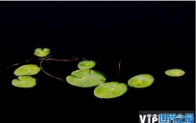 世界上最小的水果 浮萍长1毫米重70毫克(分布范围广)