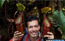 世界上最大的食人树 马来王猪笼草(奇妙的植物)