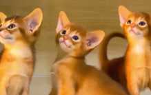世界上血统最高贵的猫 阿比西尼亚猫(有4000年历史)