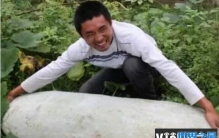 世界上最大的冬瓜 浙江农民种出447.8斤超大冬瓜(巨型冬瓜)