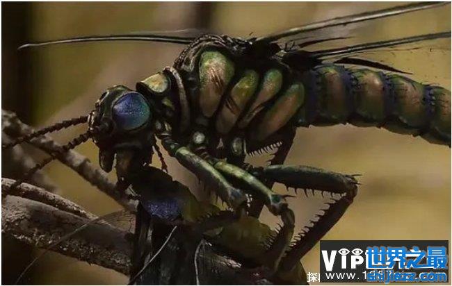 世界历史上十大最大动物 巨脉蜻蜓体长75厘米(已经灭绝)