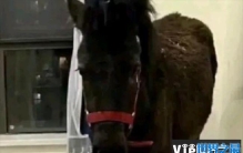 租客跟房东说养宠物 没想到竟然是一匹马(房间脏乱差)