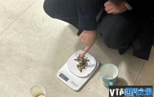 女子宿舍吃火锅放罂粟提味 终被处以行政处罚(违法行为)