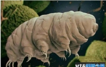 世界上杀不死的十大生物 水熊虫生存能力强(体长1.5米)