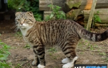 世界上最长寿的猫活了多久 38岁零3天 (虎斑猫)