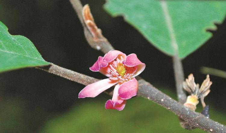 【世界野生动植物日：中国百余种极小种群野生植物获抢救性保护，留住大自然最脆弱的美 】图4