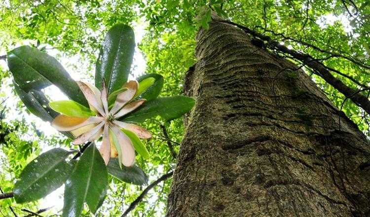 【世界野生动植物日：中国百余种极小种群野生植物获抢救性保护，留住大自然最脆弱的美 】图1