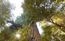 美媒：世界最高树正式禁止参观，高达115.92米