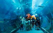 世界第一大的水族馆 乔治亚水族馆(有3000多种鱼类)