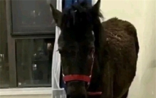 租客跟房东说养宠物 居然养了这个玩意儿（租房公德）