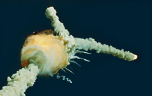 航天史惨剧 明知有问题仍发射 宇航员牺牲（航天事故）