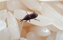 明明是密封的大米 为啥会生虫（大米生虫）