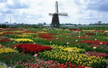 面积明明那么小 为啥荷兰农产品出口那么多（国际出口）