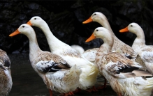 为啥活鸭子要五十 烤鸭只要十八（肉鸭饲养）