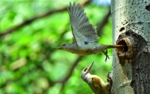 每天啃木头一万次 啄木鸟会不会脑震荡（啄木鸟）
