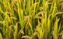 杂交水稻那么高产量 为啥农民喜欢普通水稻（水稻种植）