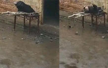 监控看到父亲从房顶摔下 儿子突然就泪崩（留守老人）