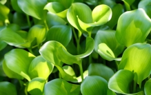 曾经如此泛滥的水葫芦 为啥现在消失不见（外来物种）