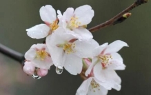 最常见的十大樱花品种：寒绯樱上榜，东京樱花位居榜首