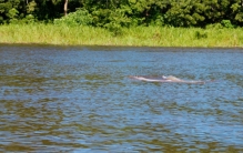 住着一千多万人的亚马逊河流域 为啥没有一座桥（桥梁搭建）