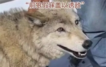 网友在川藏线上看到一个男子 居然在逗“狗”（搞笑男子）