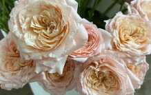 世界上最贵的玫瑰花 价值高达2700多万元(朱丽叶玫瑰)