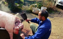 动物为啥害怕屠夫 是不是真有煞气（屠夫气势）