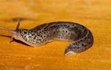 最大巨型粉红鼻涕虫来袭 长相似蜗牛(比手掌还要大)