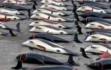 世界都反对捕杀鲸 为啥日本还要这么做（日本文化）