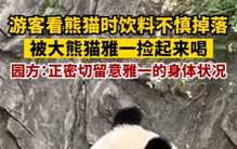 游客饮料不慎掉落 大熊猫捡起来就喝（动物园管理）