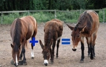 骡子怀孕就会死亡 驴和马做了什么？（杂交动物）