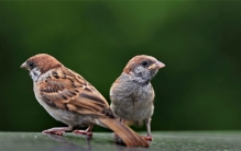 小小的麻雀 差点遭受灭顶之灾（进口麻雀）