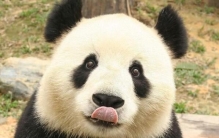 中国十大顶级奢侈品：云锦上榜，熊猫位居第一名