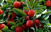 昆明十大特产排行榜：富民杨梅、宜良烤鸭居前两位