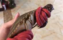 一斤皮筋卖出上百元 只是和螃蟹绑一起（市场乱象）