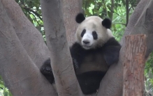 熊猫死亡之后 遗体会怎么办（熊猫遗体）