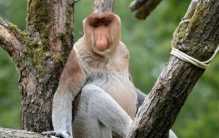 世界上鼻子最长的猴子 鼻子长度达8厘米(长鼻猴)