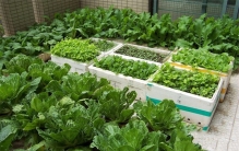 用泡沫箱子种菜 会不会致癌（泡沫种菜）