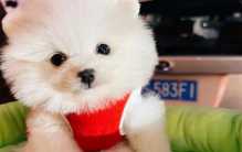 茶杯犬的价格特别贵 价格和纯度有关(普通上万元)